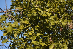 Phoradendron macrophyllum