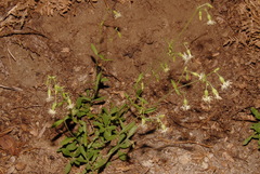 Silene lemmonii