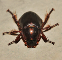 Phaeochrous emarginatus