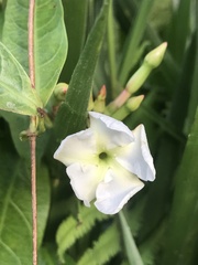 Apocynaceae