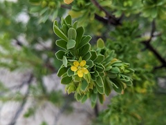 Suriana maritima