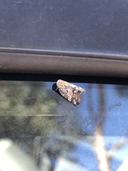 Ricaniidae