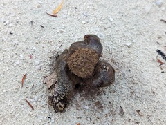 Scleroderma bermudense