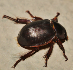 Phaeochrous emarginatus
