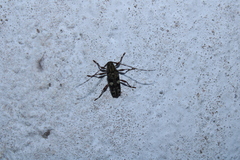 Colobothea bisignata