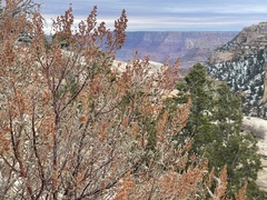Chamaebatiaria millefolium