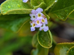 Lantana involucrata