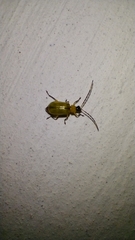 Diabroticina