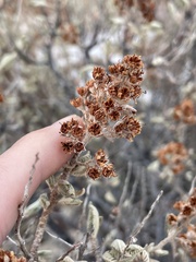 Chamaebatiaria millefolium