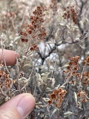 Chamaebatiaria millefolium