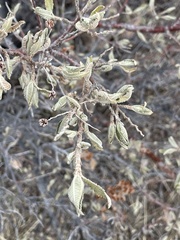 Chamaebatiaria millefolium