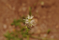 Silene lemmonii