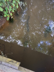 Anguilla dieffenbachii