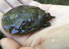 Apalone spinifera aspera