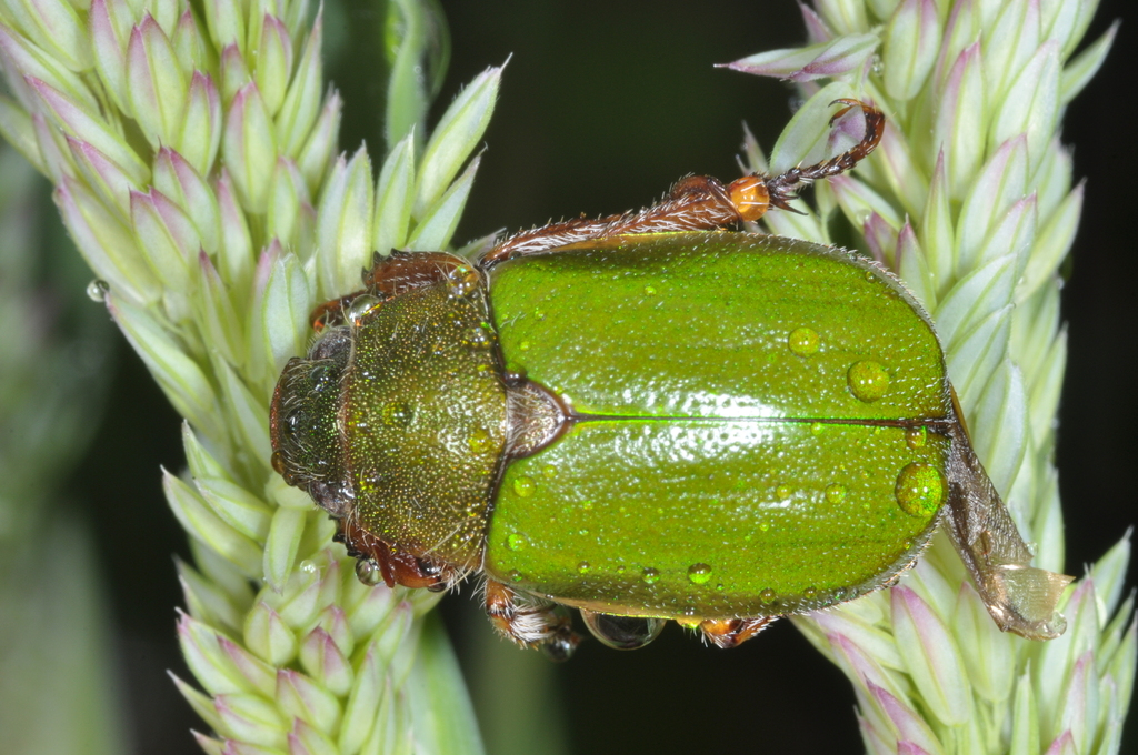 Brachysternus spectabilis