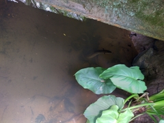 Anguilla dieffenbachii