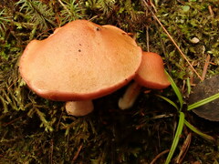 Chalciporus rubinellus