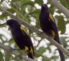 Icterus melanopsis