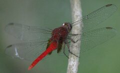 Erythemis mithroides