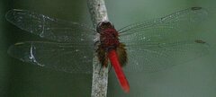 Erythemis mithroides