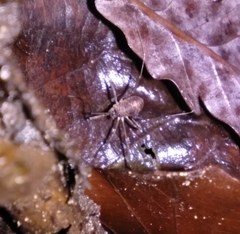 Dicranopalpus larvatus