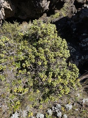 Brachyglottis bidwillii