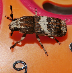 Anthribinae