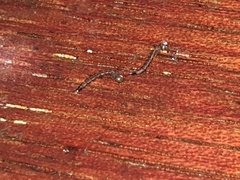 Aedes notoscriptus