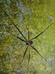 Dicranopalpus larvatus