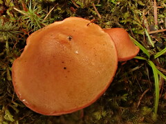 Chalciporus rubinellus