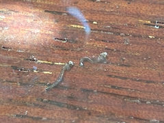 Aedes notoscriptus