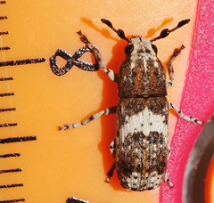 Anthribinae