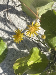Hydrocotyle bonariensis