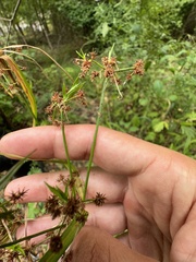 Scirpus hattorianus