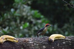 Melanerpes pucherani
