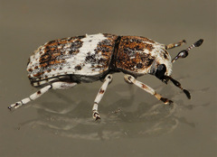 Anthribinae