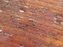 Aedes notoscriptus