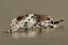 Anthribinae