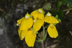 Calceolaria crenatiflora