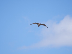 Stercorarius chilensis