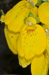 Calceolaria crenatiflora