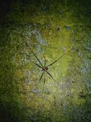 Dicranopalpus larvatus