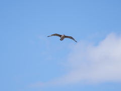 Stercorarius chilensis