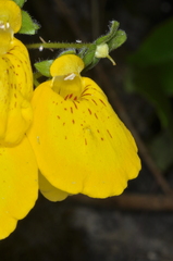Calceolaria crenatiflora
