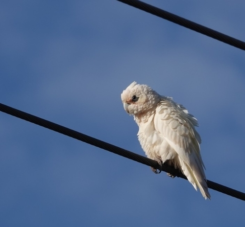 Little Corella (Cacatua sanguinea), photo 6