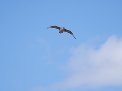 Stercorarius chilensis