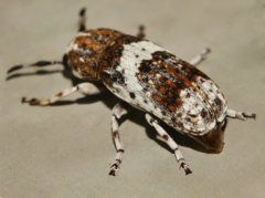 Anthribinae