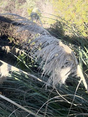 Cortaderia selloana
