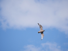 Stercorarius chilensis