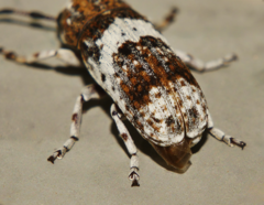 Anthribinae
